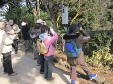 高岡市観光協会のブログ-高岡古城公園での探鳥会