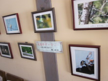 高岡市観光協会のブログ-浪漫亭ギャラリー（古城公園の鳥たち）