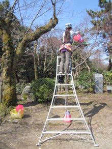 高岡市観光協会のブログ-高岡古城公園の桜まつり