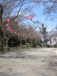 高岡市観光協会のブログ-高岡古城公園の桜まつり