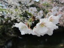 高岡市観光協会のブログ-高岡古城公園の桜