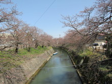 高岡市観光協会のブログ-岸渡川の桜