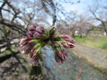 高岡市観光協会のブログ-岸渡川の桜