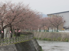 高岡市観光協会のブログ-千保川の桜