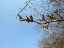 高岡市観光協会のブログ-水道つつじ公園の桜
