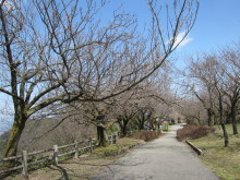 高岡市観光協会のブログ-二上山公園（城山園地）の桜
