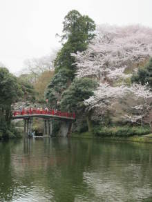 高岡市観光協会のブログ-高岡古城公園の桜