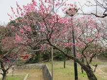高岡市観光協会のブログ-高岡古城公園の梅