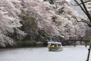 遊覧船と桜1