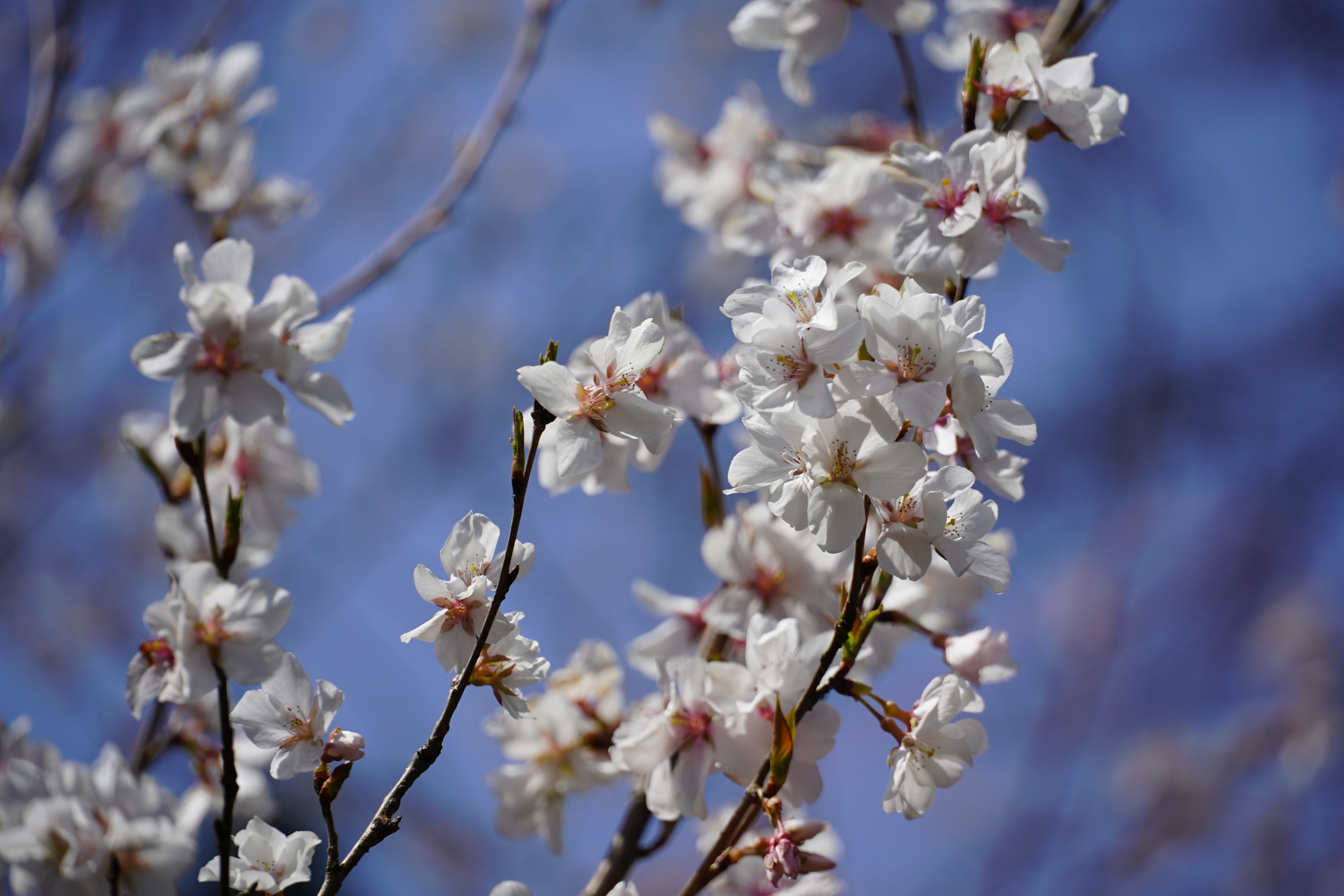 お花見シーズンに行きたい！高岡の桜名所４選