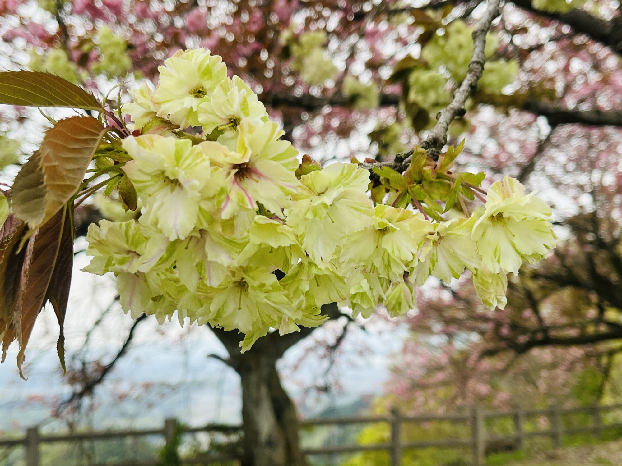 黄緑色の桜「御衣黄（ぎょいこう）」2024年4月20日撮影