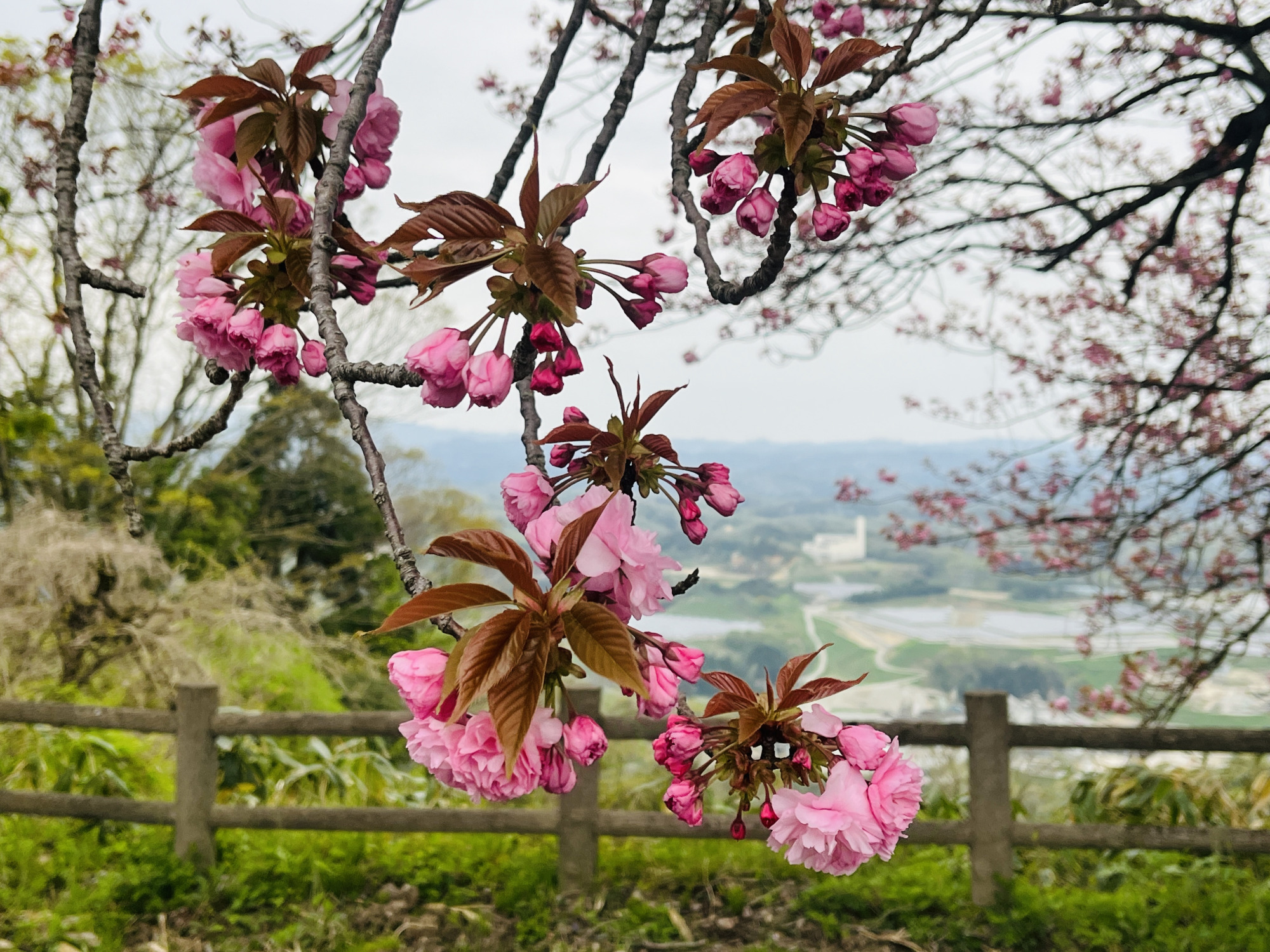 桜と市内を一望できます