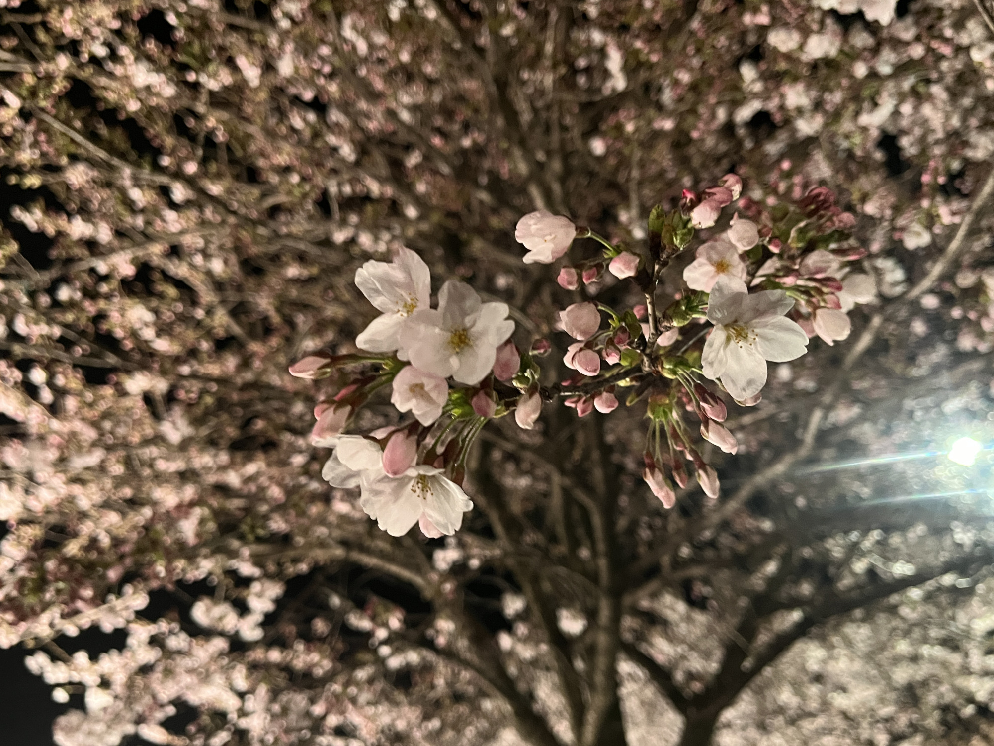 桜をキレイに魅せるライトアップ