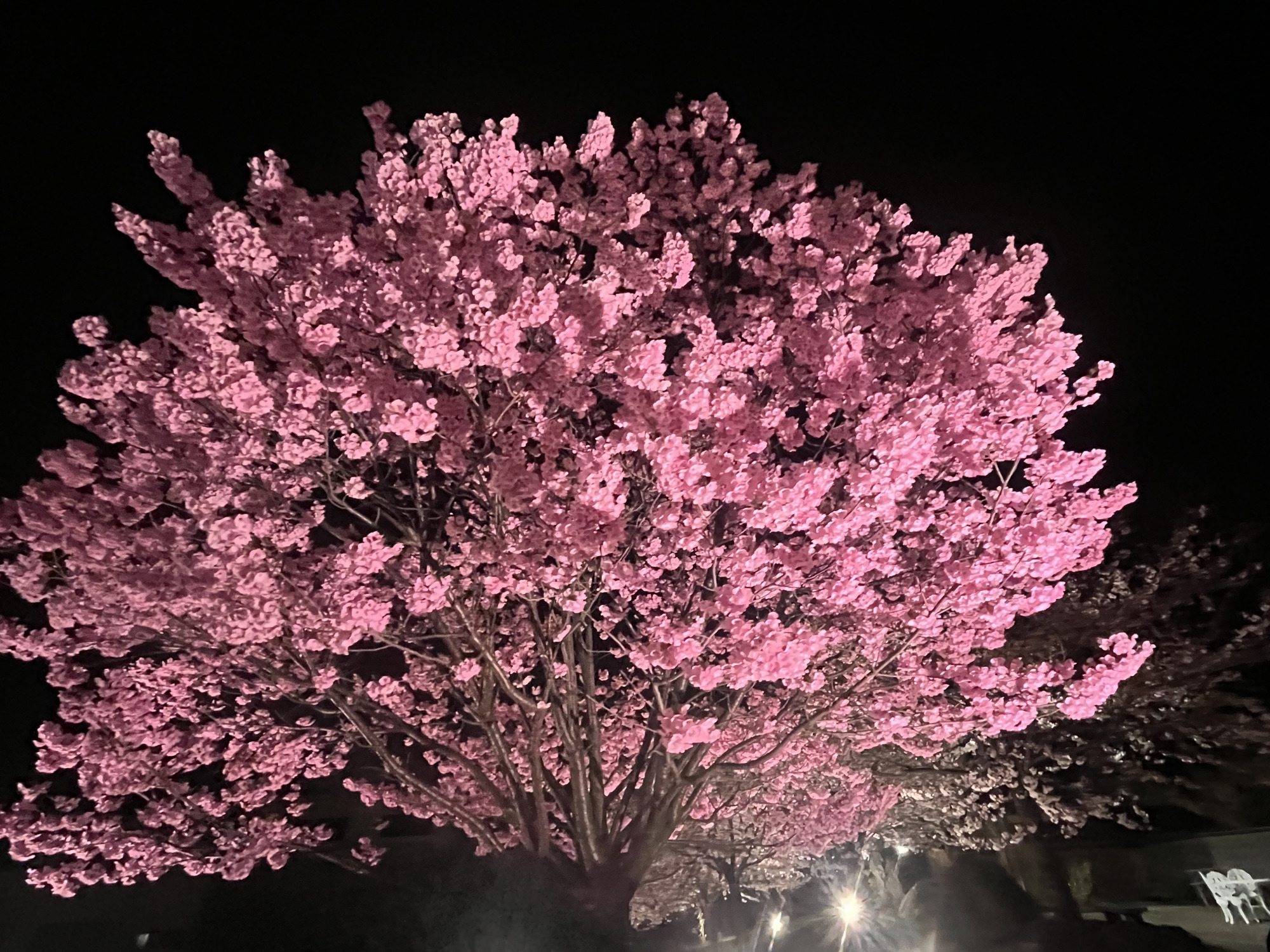 桜の種類が豊富です