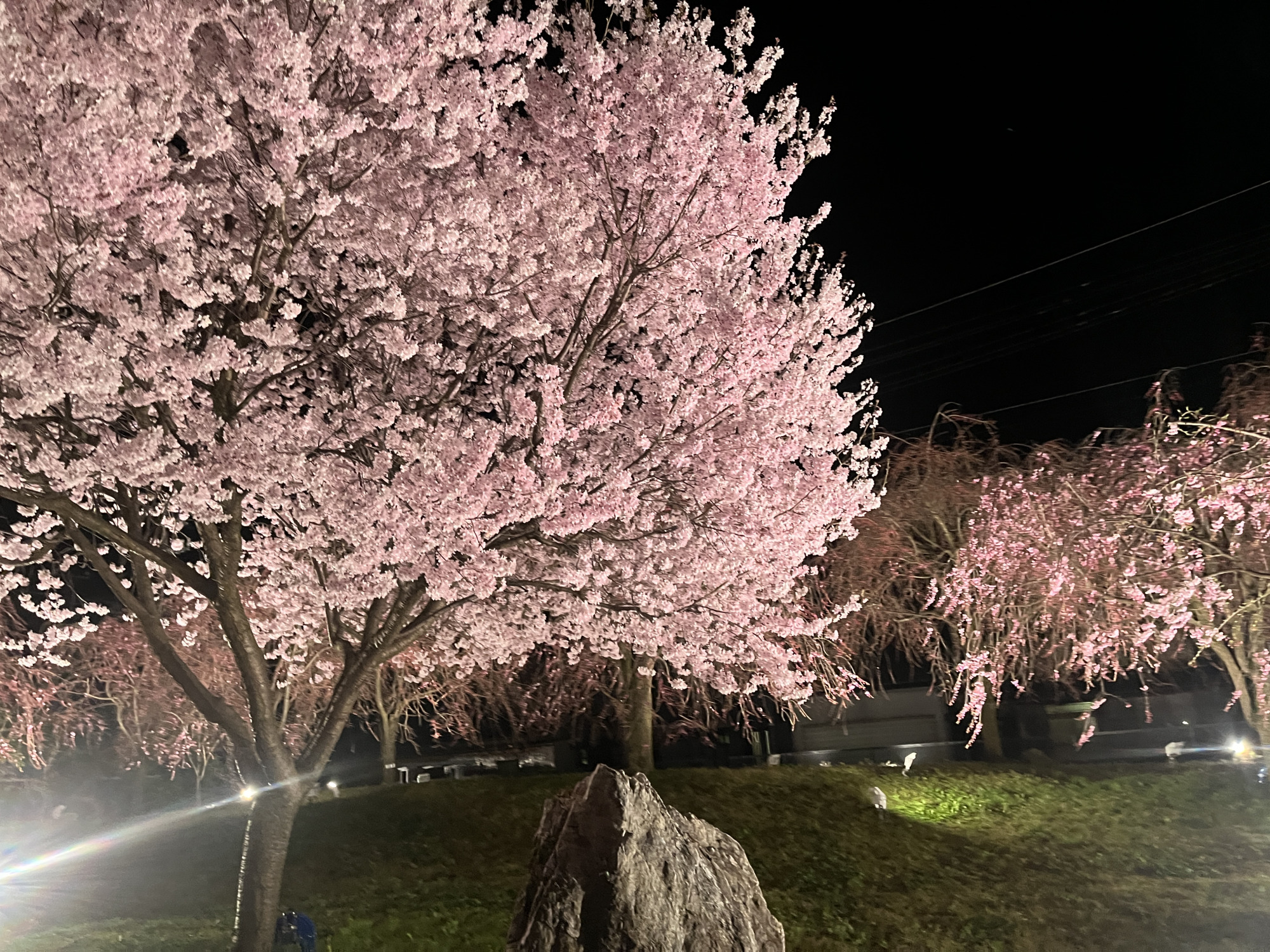 夜桜を見るならここ！というほどファンの多い桜スポットです。