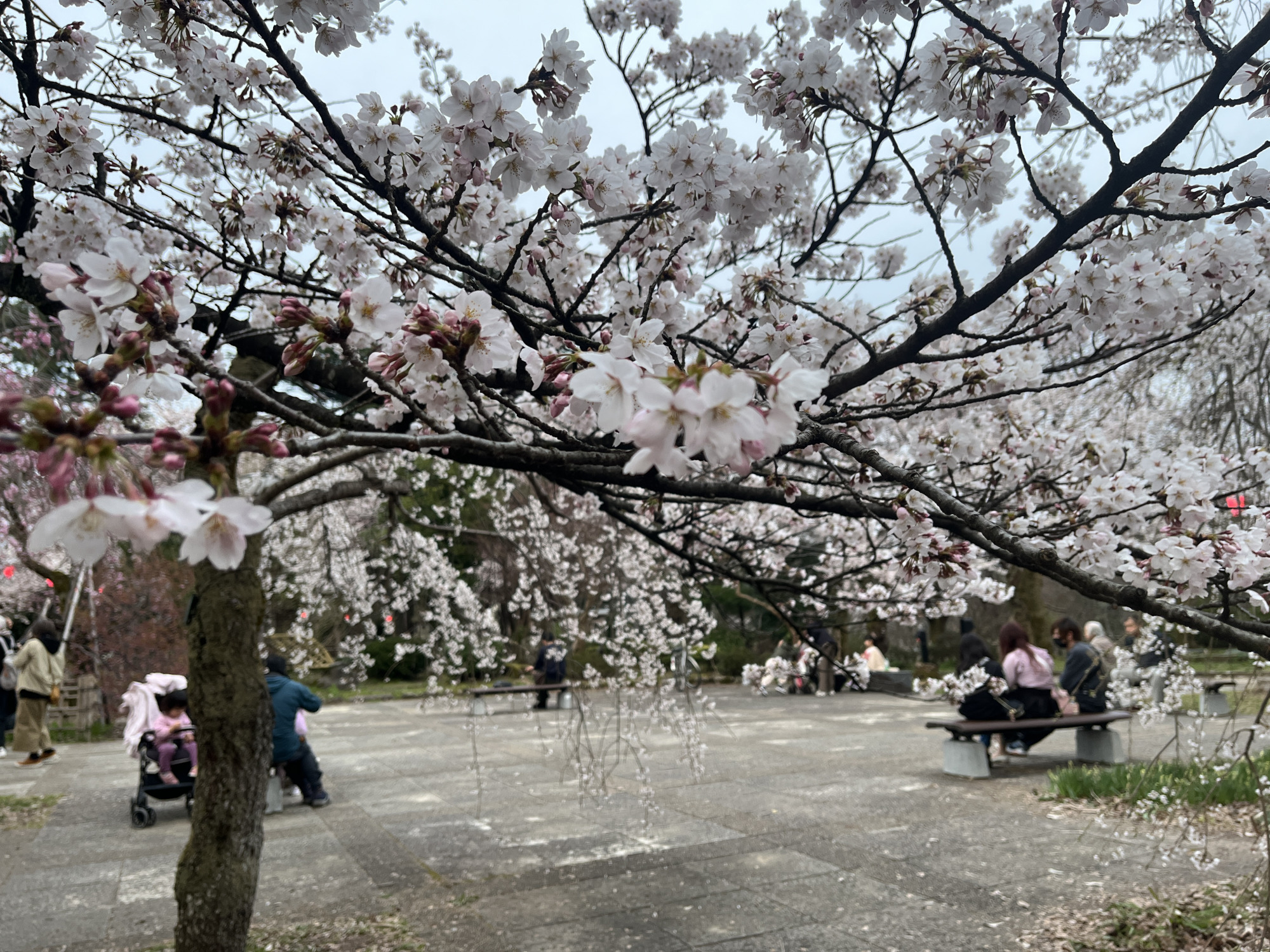 古城公園は皆さんの憩いの場です