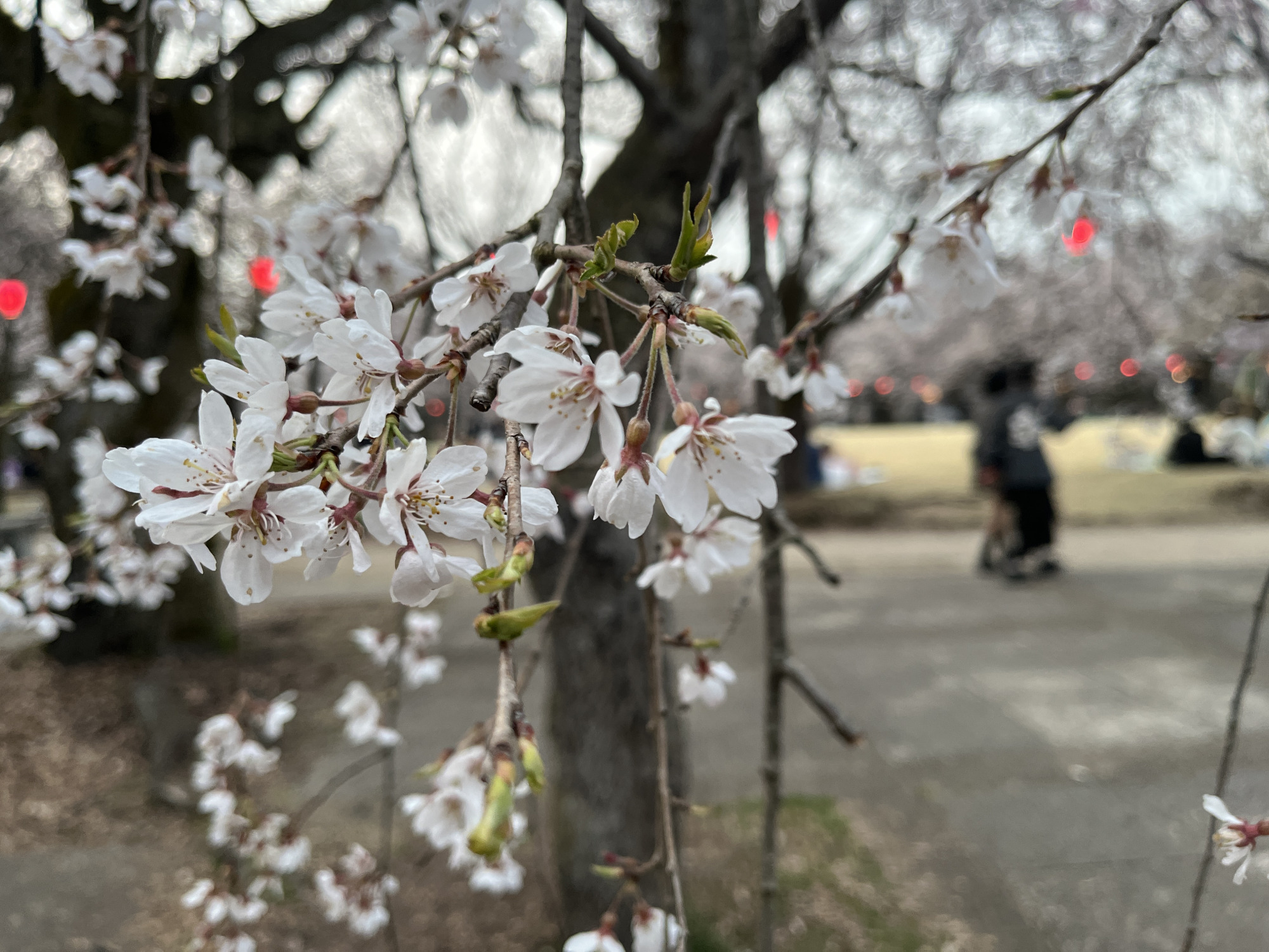 18種類の桜が楽しめます