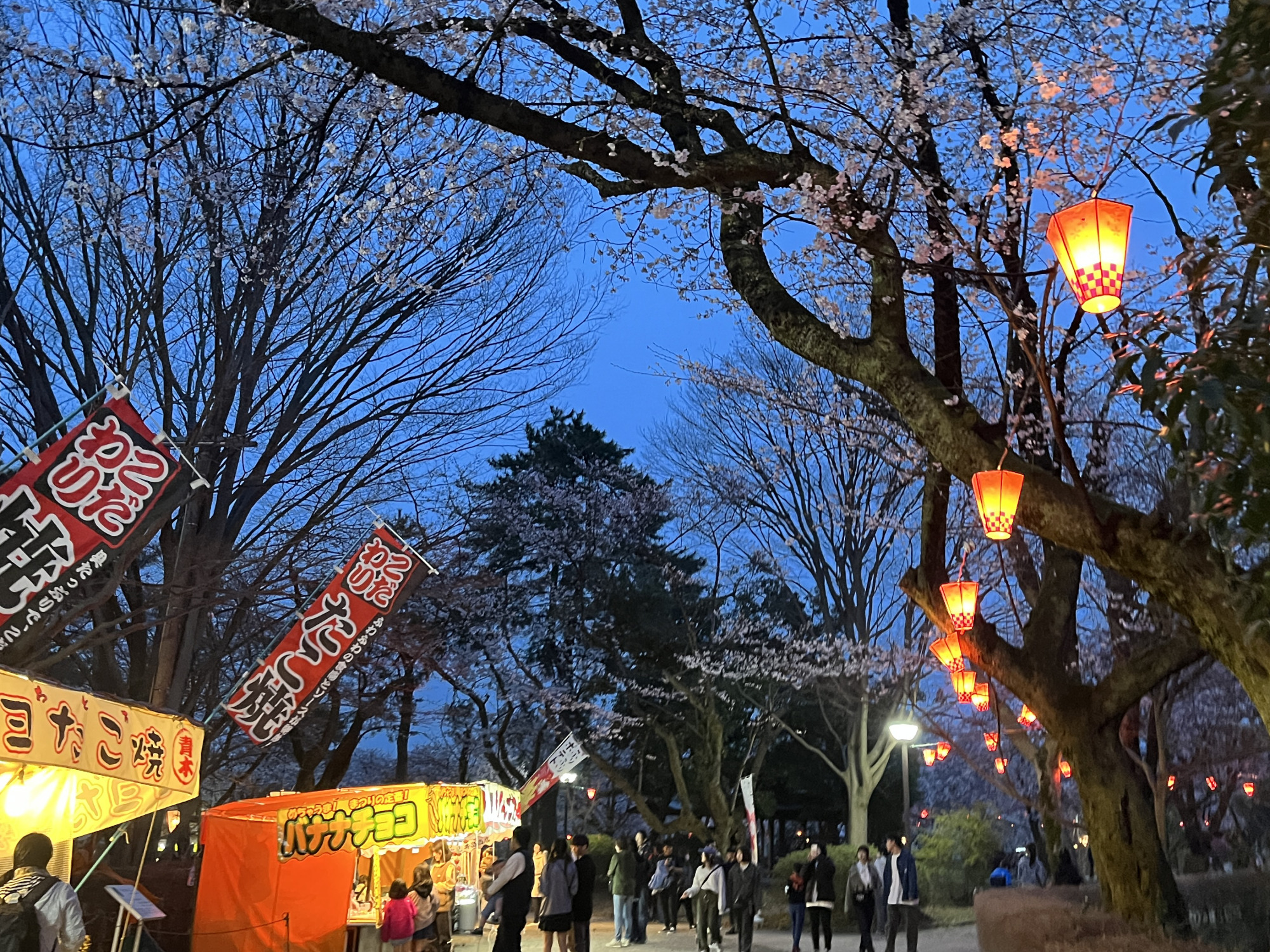ぼんぼりが点灯し　夜も賑わいます