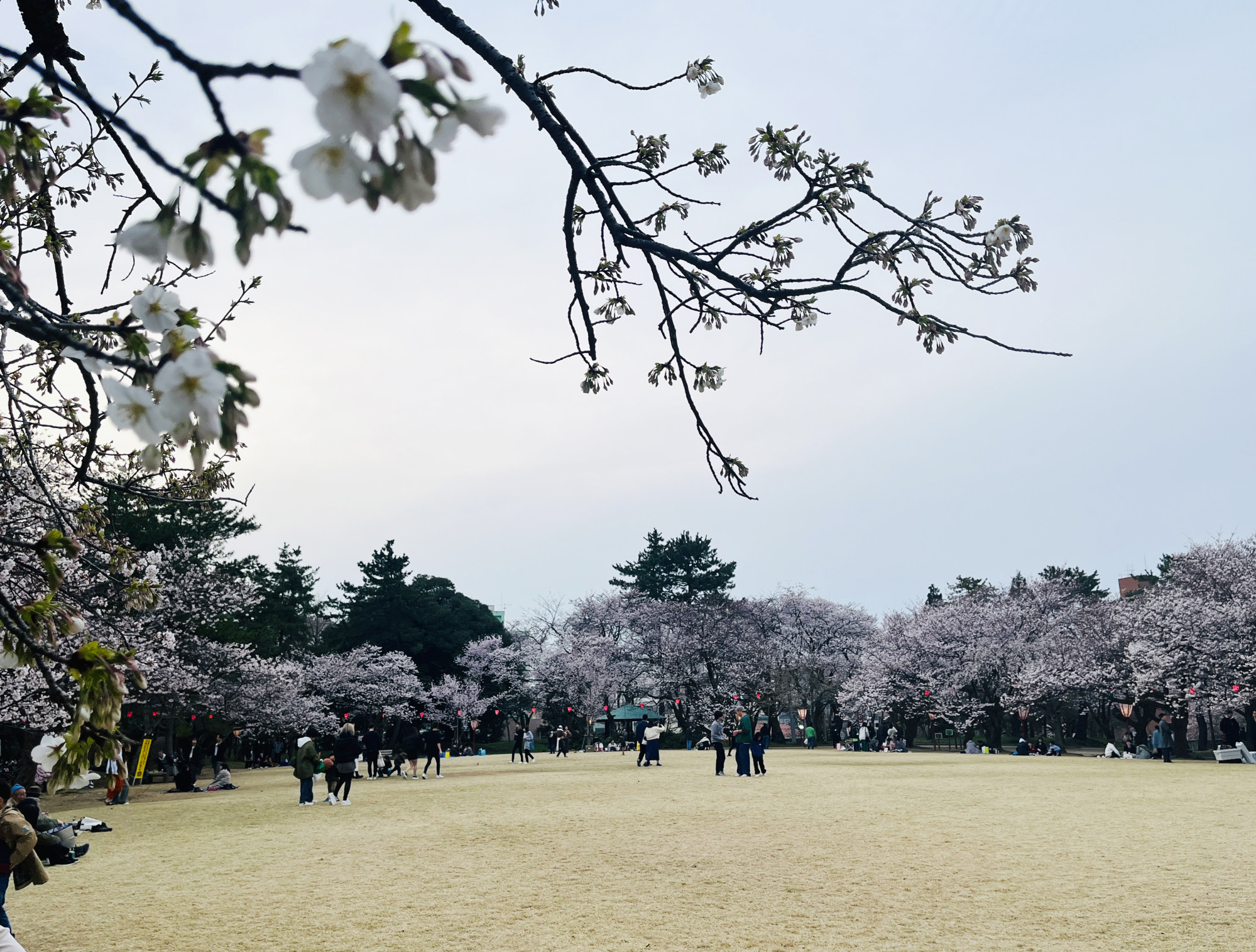 小竹薮広場