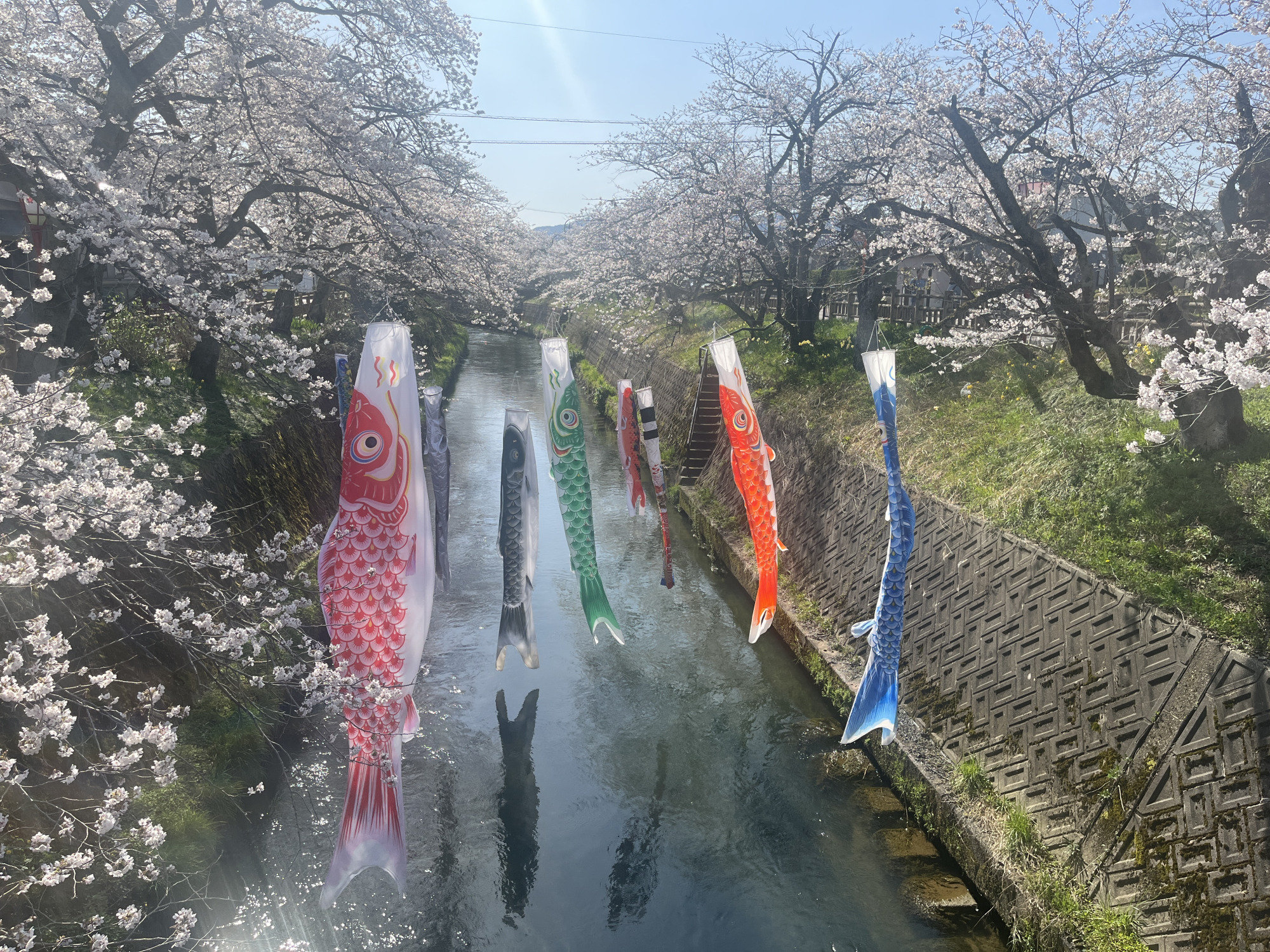 カメラの町、そして鯉の町福岡だけあって、他とは違った桜を楽しむ工夫があふれています。
