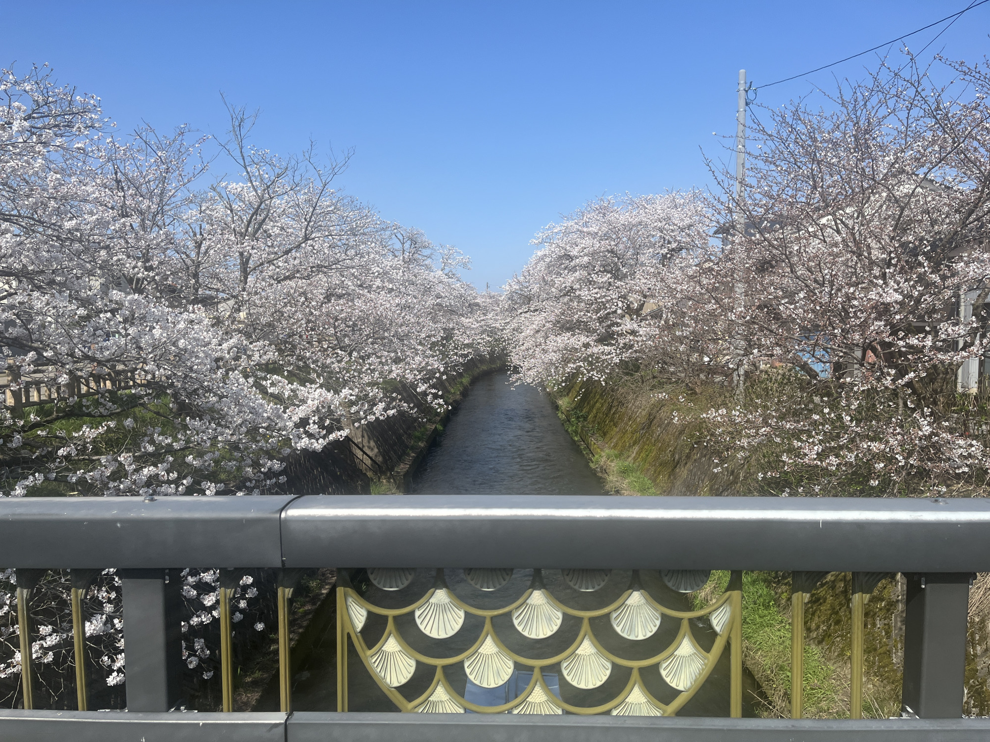 橋のデザインは、菅笠や鯉の鱗など。地元愛に溢れています。