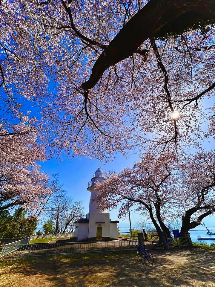 珍しい真っ白な灯台を取り囲むかのように咲く桜はぜひ見てほしい！
