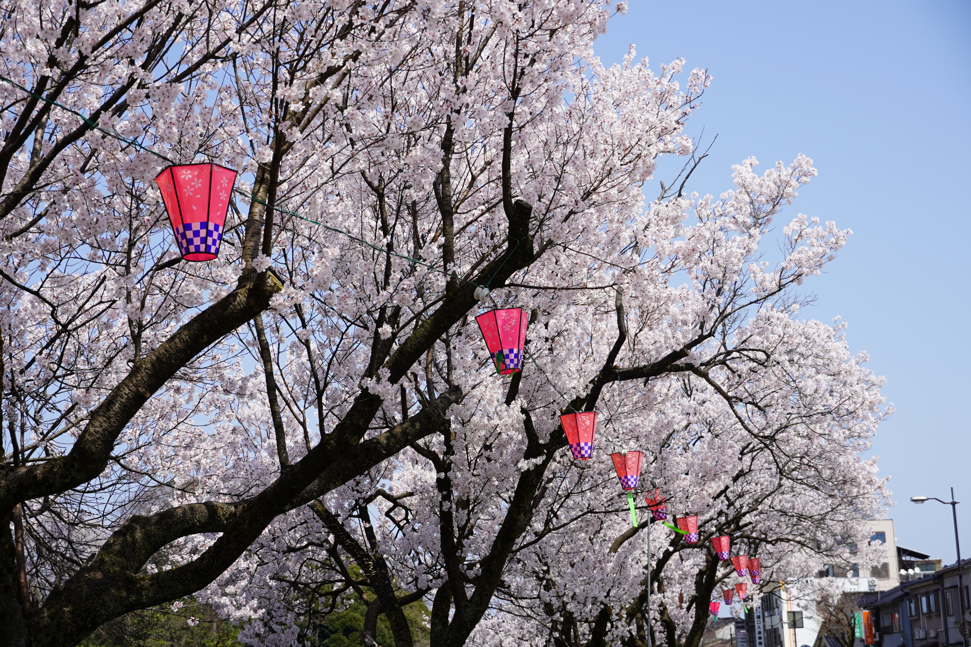 「高岡桜まつり」の時期に合わせて、ぼんぼりが飾られます。