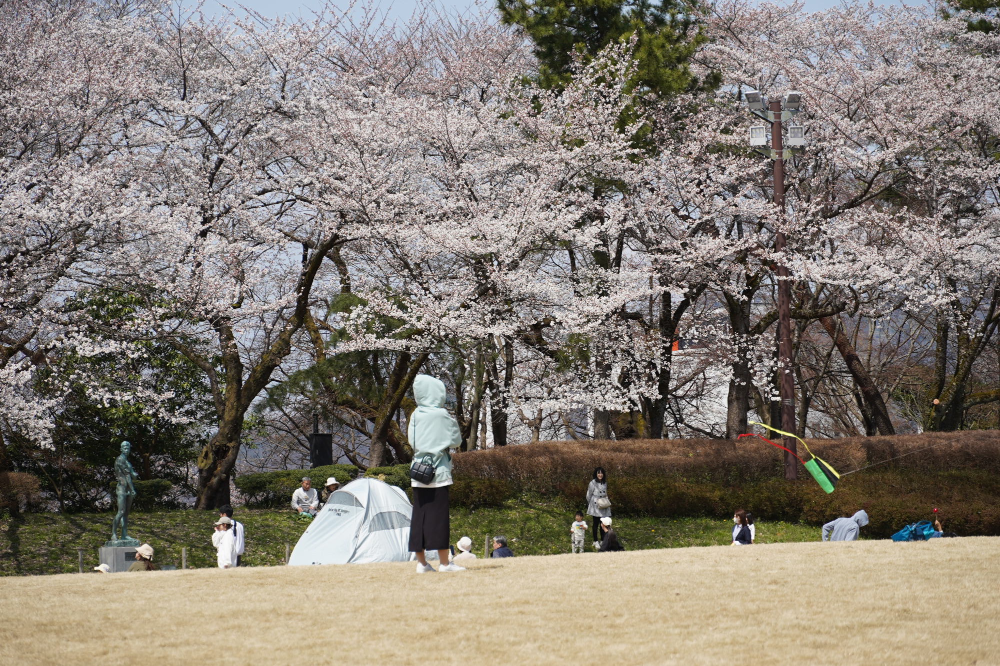 本丸広場では、桜を楽しむ人々の穏やかな時間が流れています。