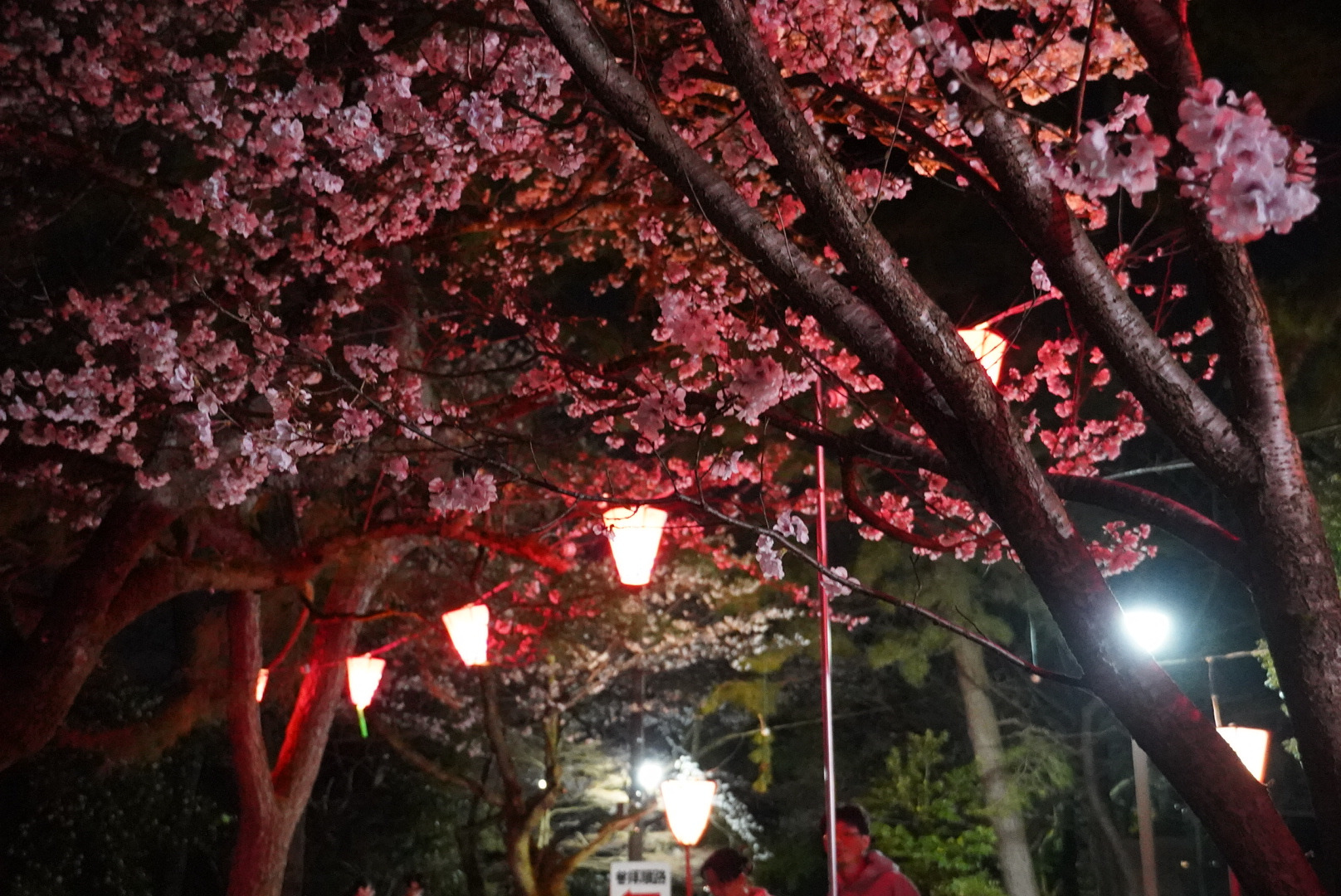 夜にはぼんぼりの灯りが優しく照らします。