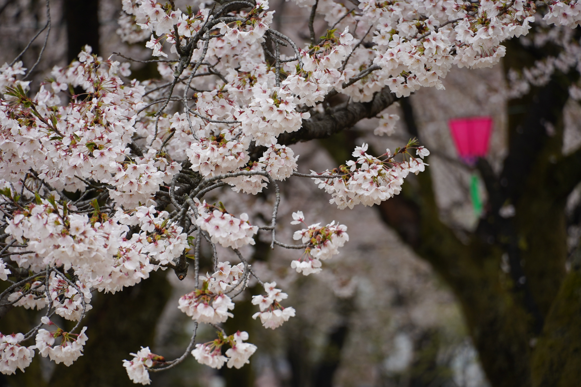 ソメイヨシノとぼんぼり