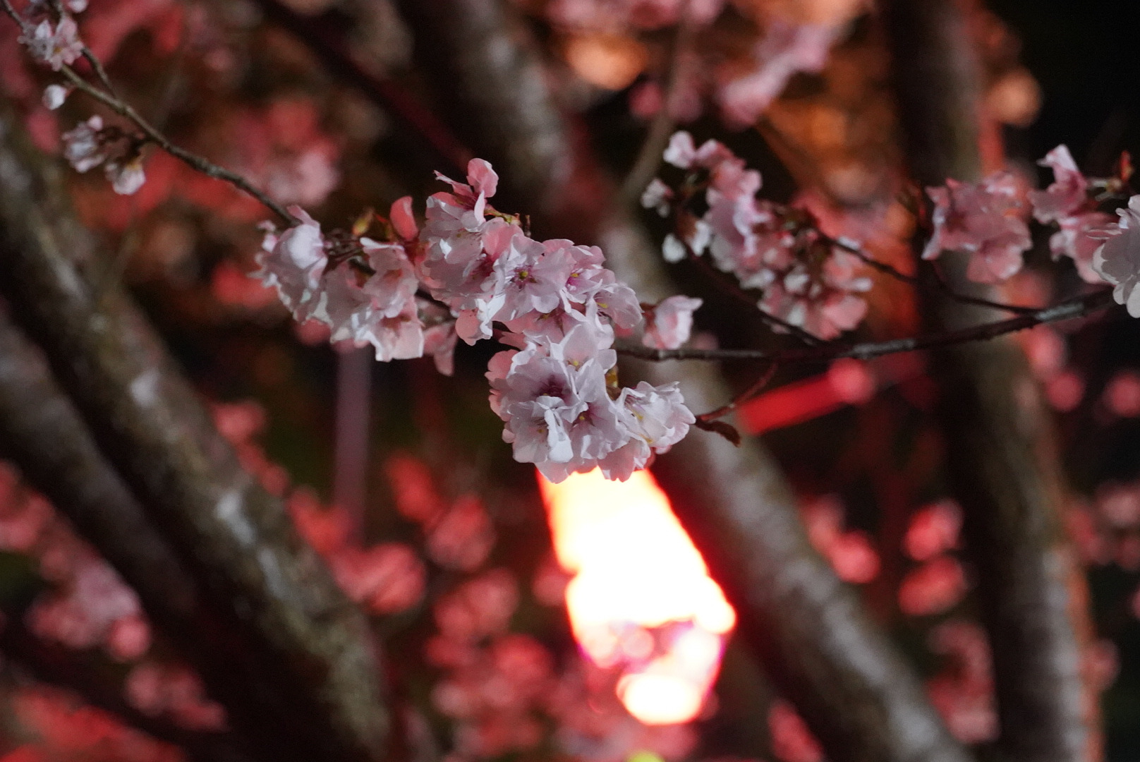 ぼんぼりの灯りに照らされ、夜の桜が幻想的な表情を見せてくれます。
