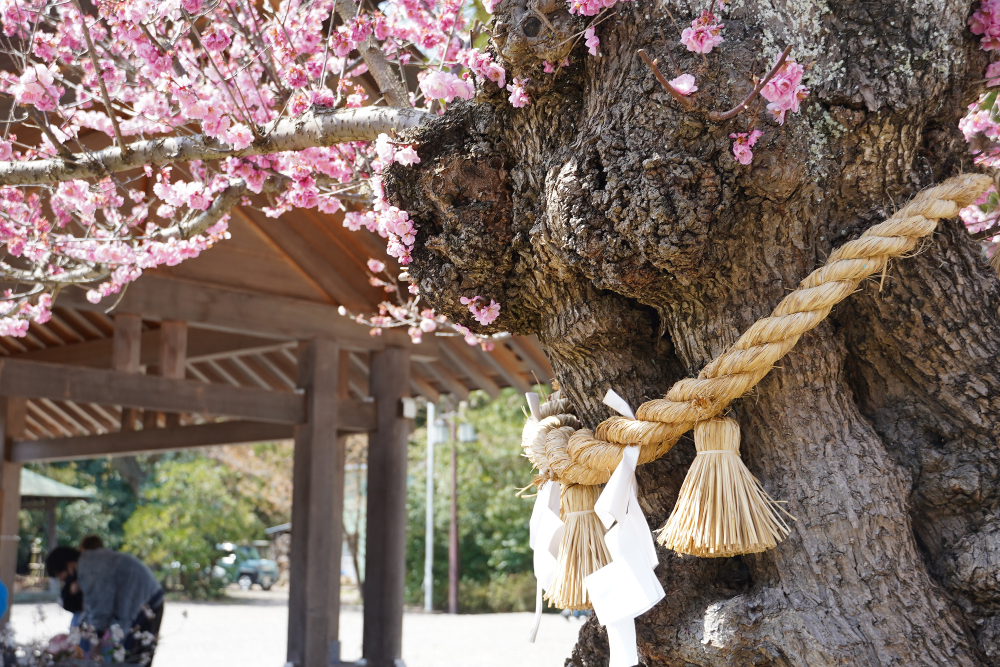 射水神社の「八重紅梅」