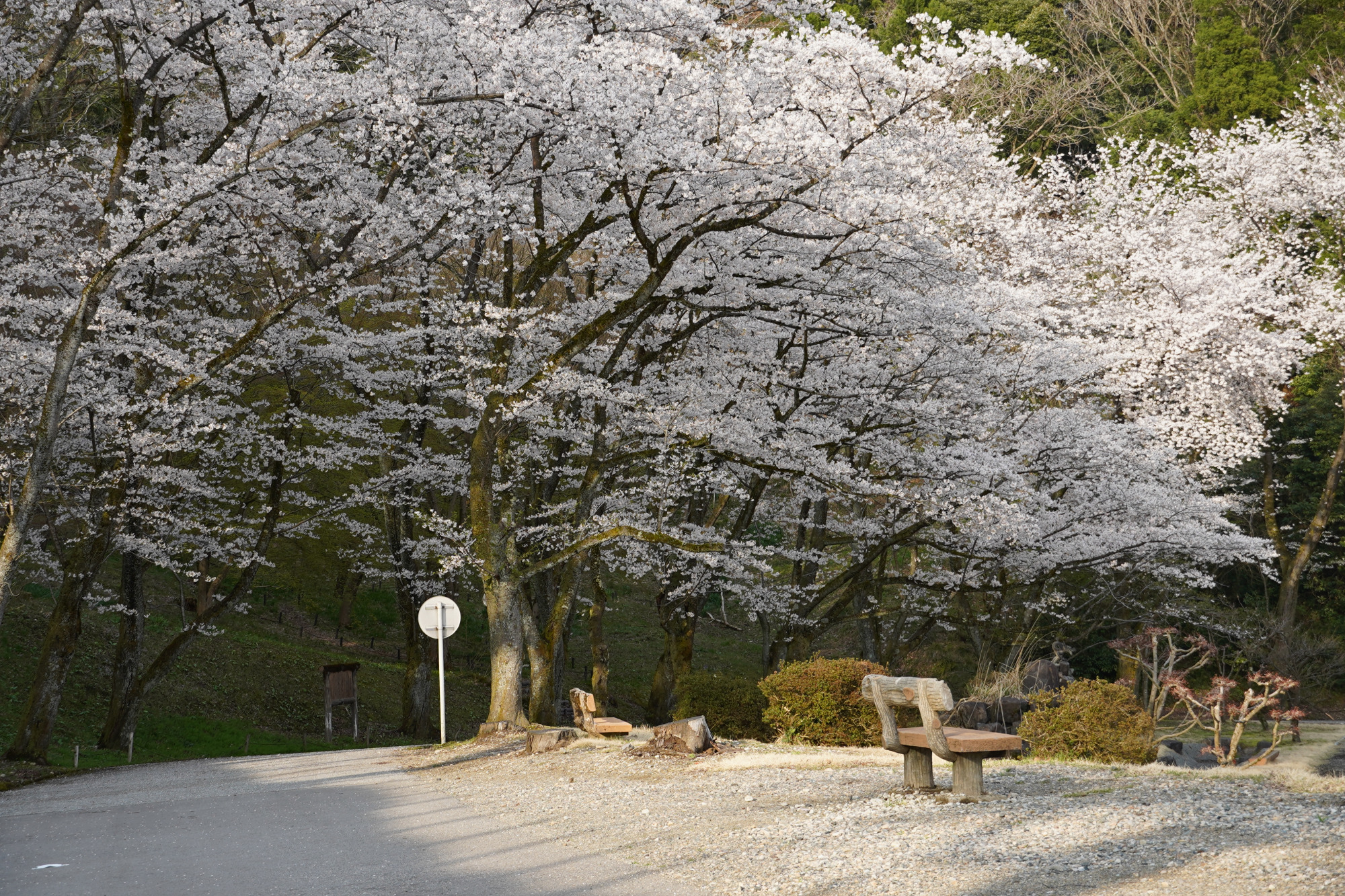 約500ｍにも続く桜のトンネル