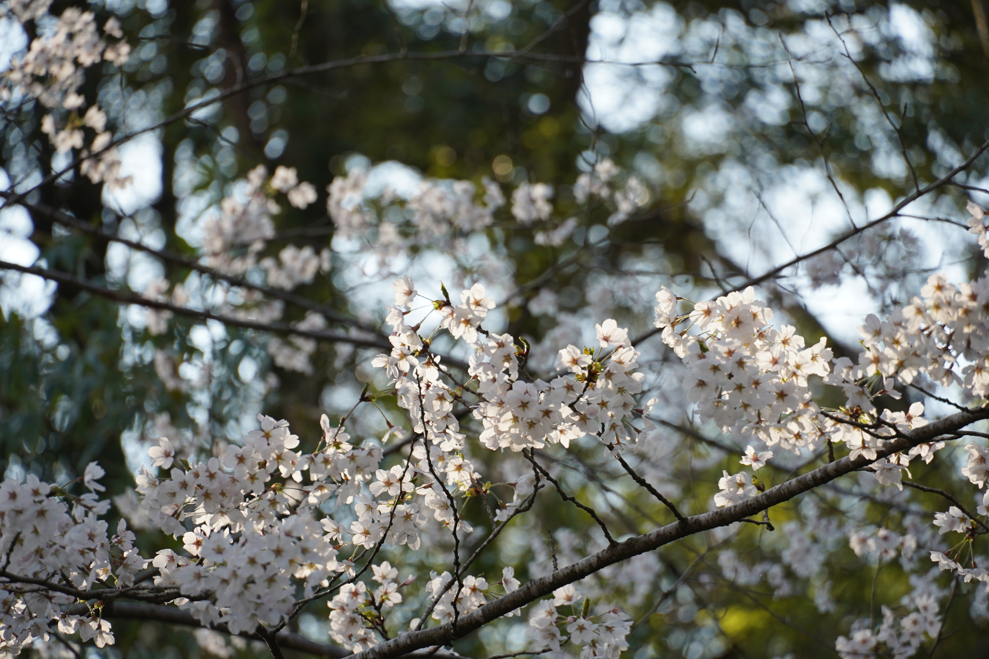 光が差し込むソメイヨシノ