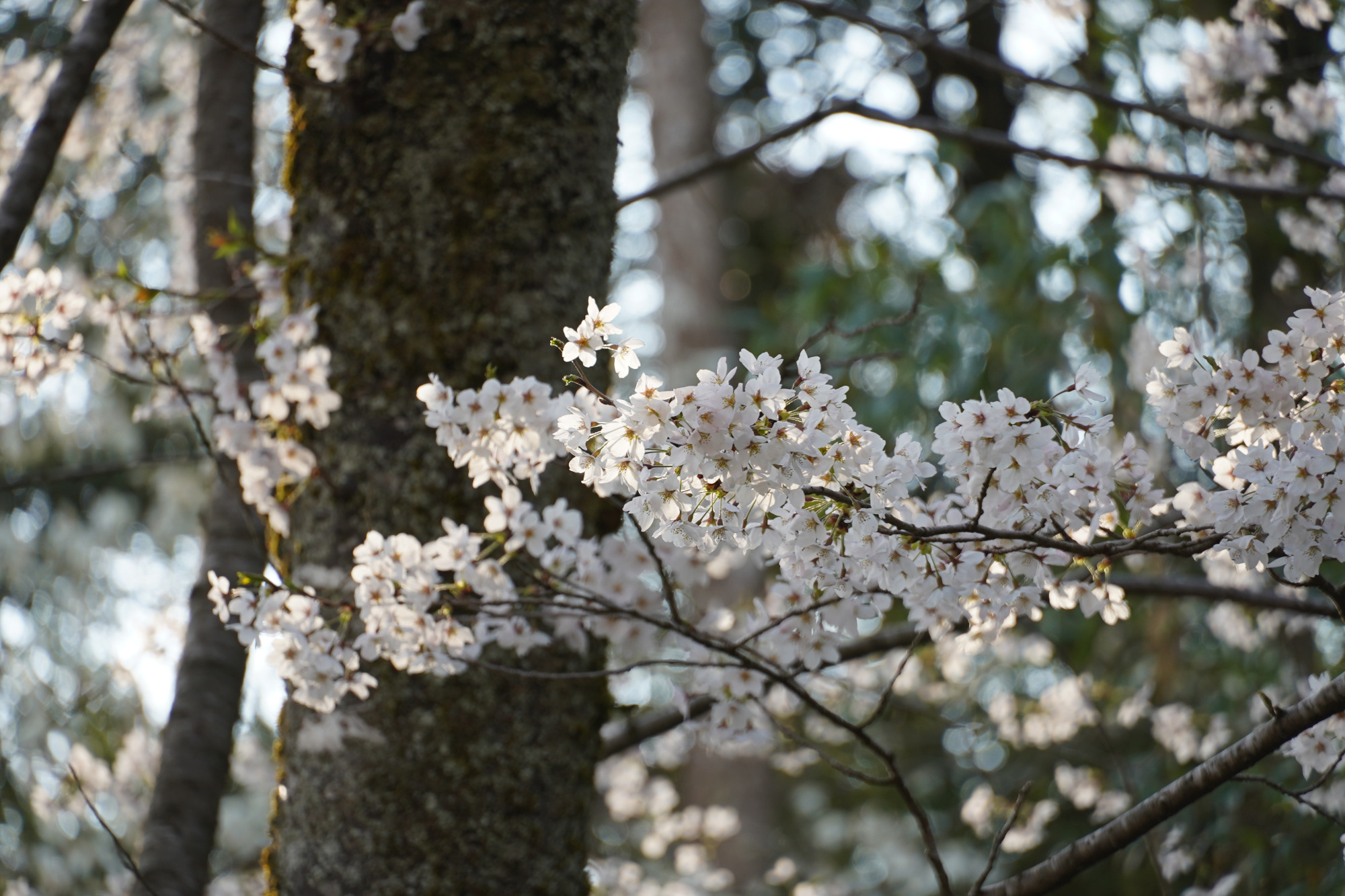 ソメイヨシノに囲まれて...