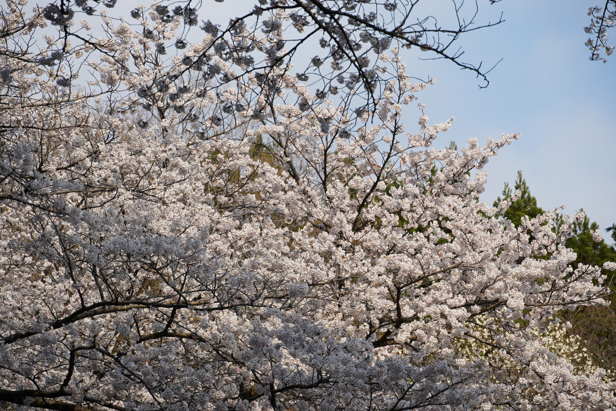 ソメイヨシノに囲まれて...