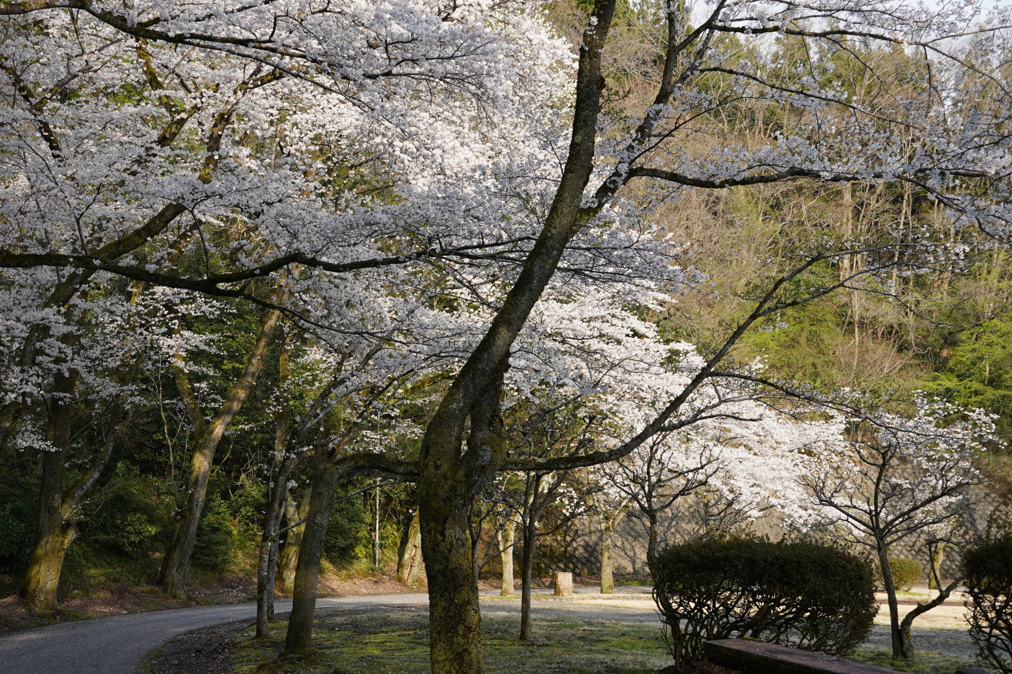 水道つつじ公園では、満開の桜が園内をやさしく包み込みます。
