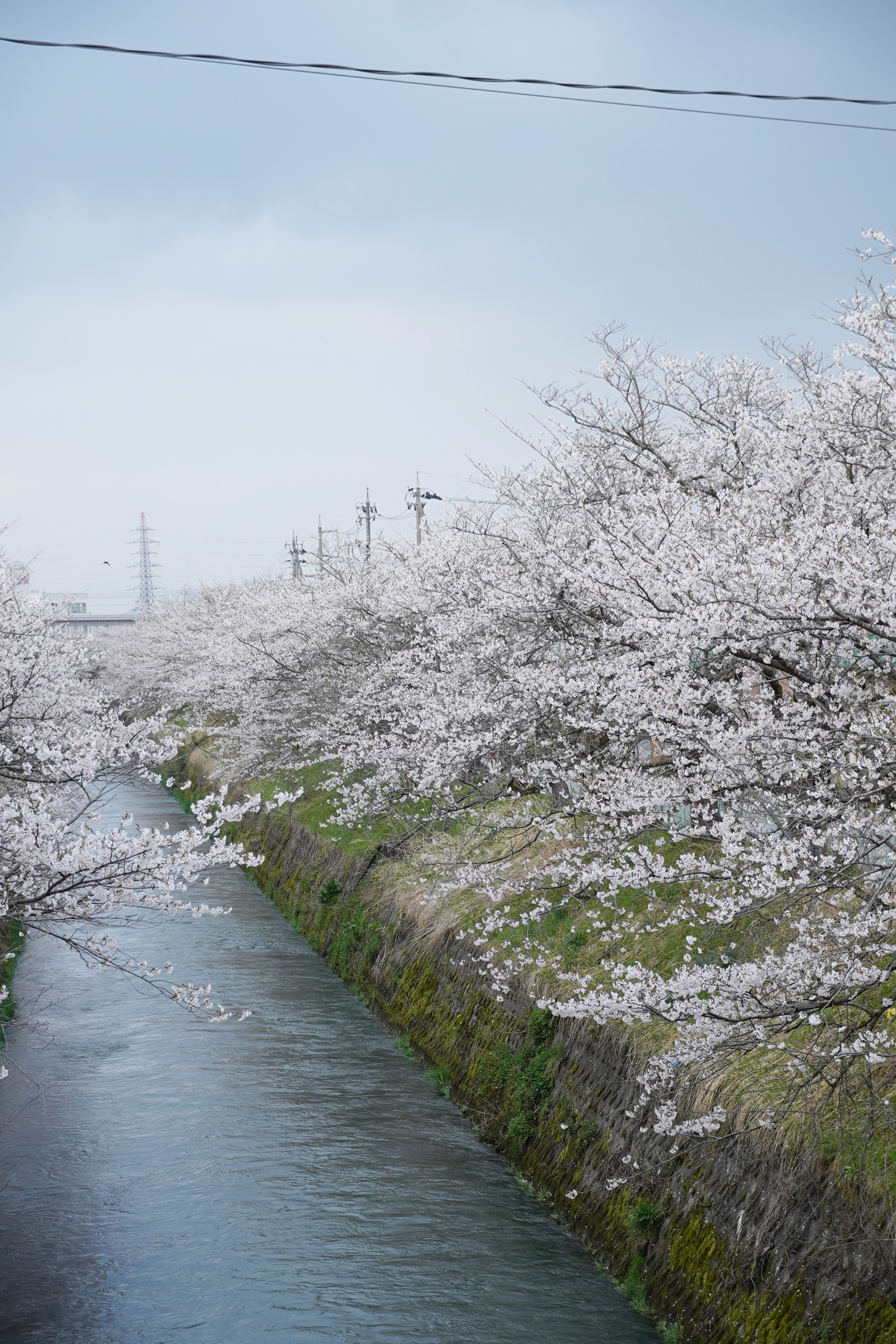 青い空と桜並木