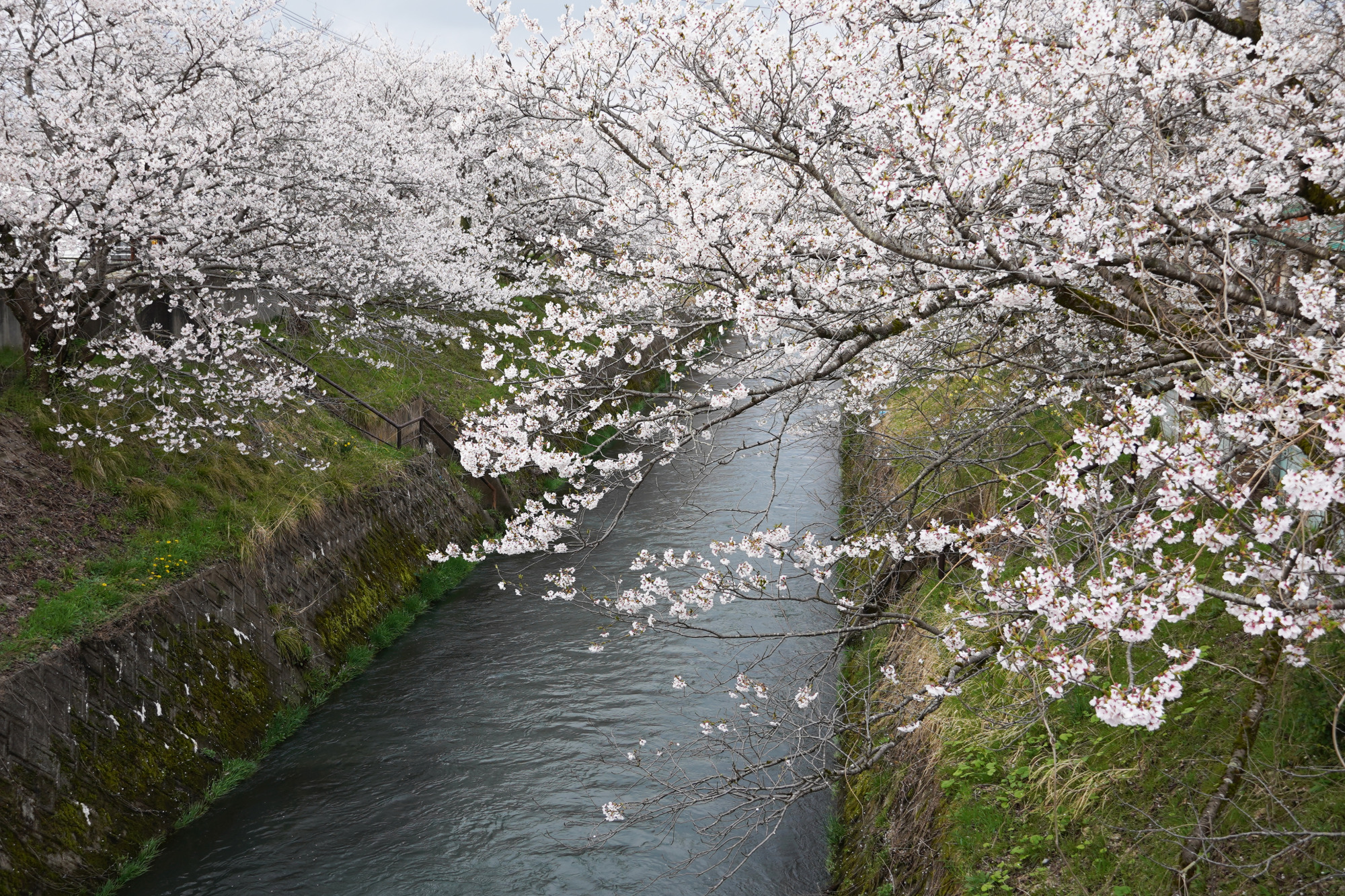 風情ある岸渡川