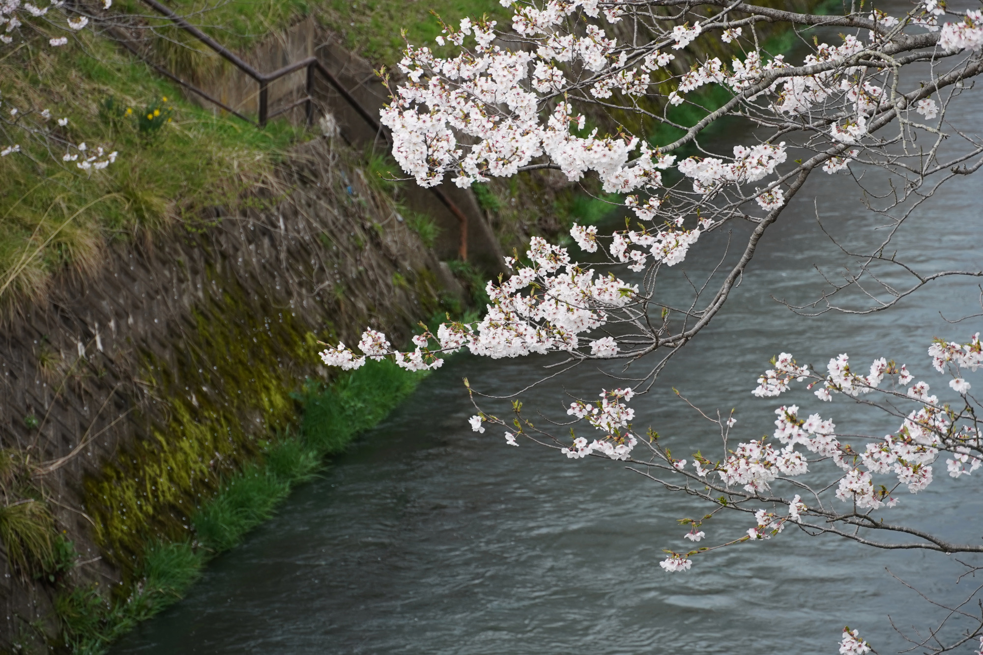 水面に垂れるソメイヨシノ