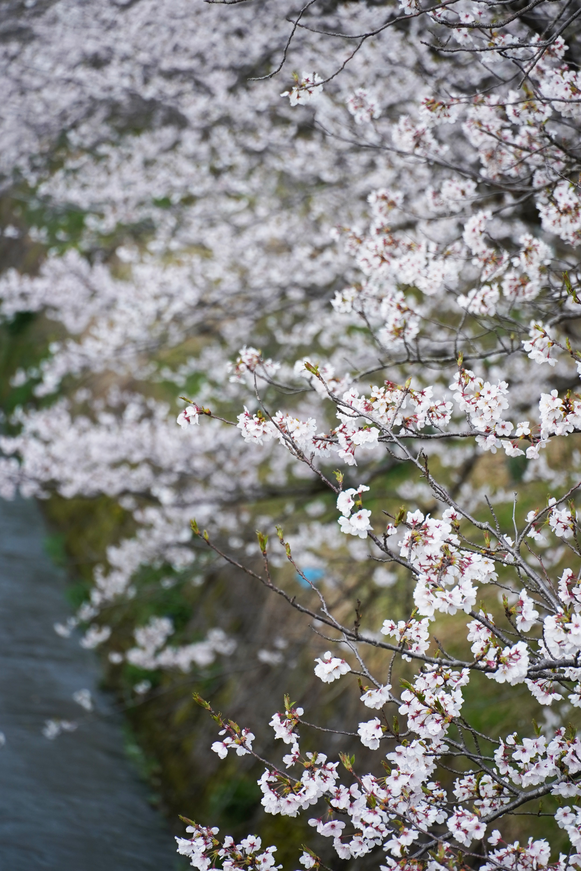 風に揺れるソメイヨシノ