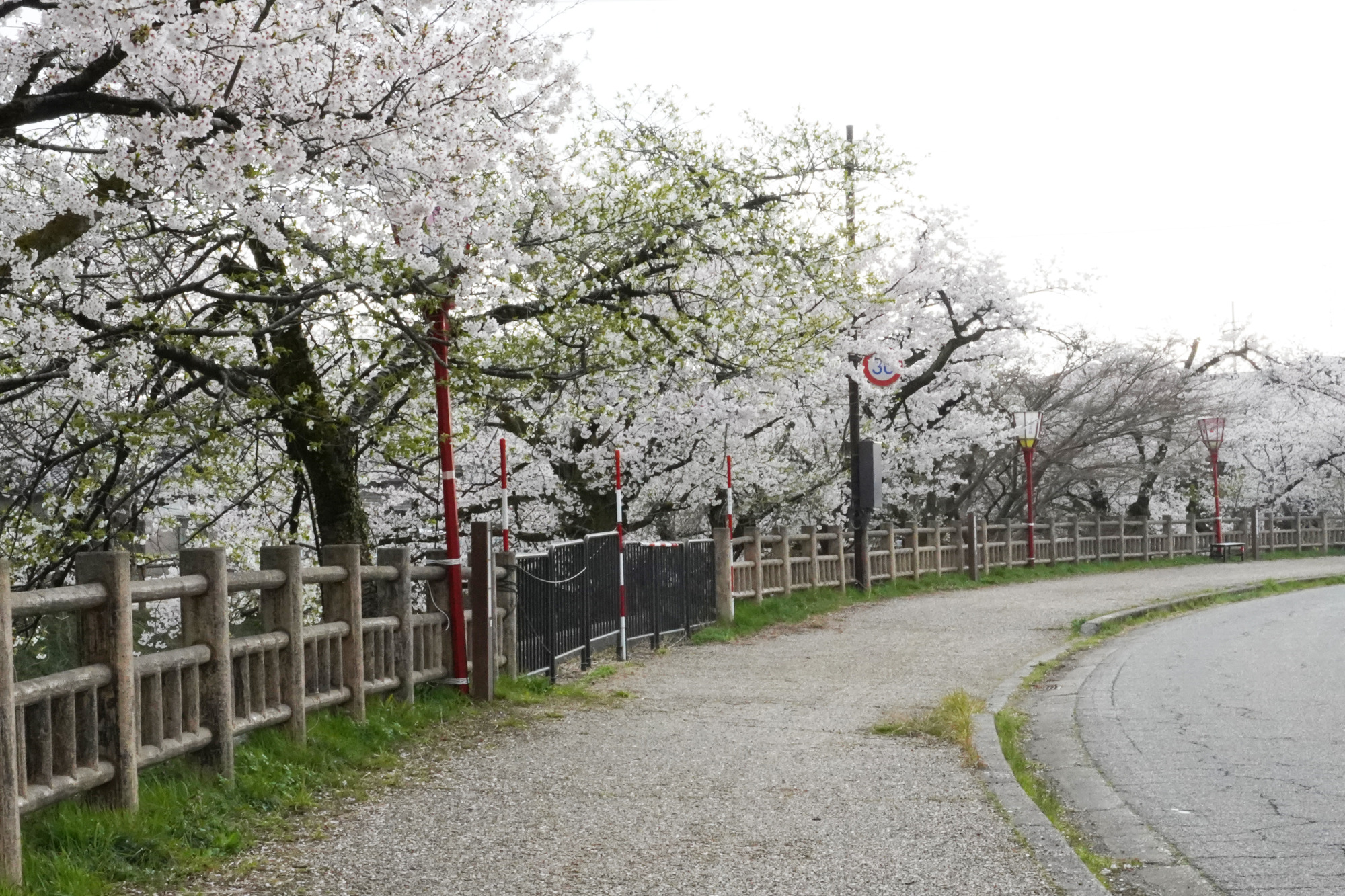 川沿いに続く桜並木