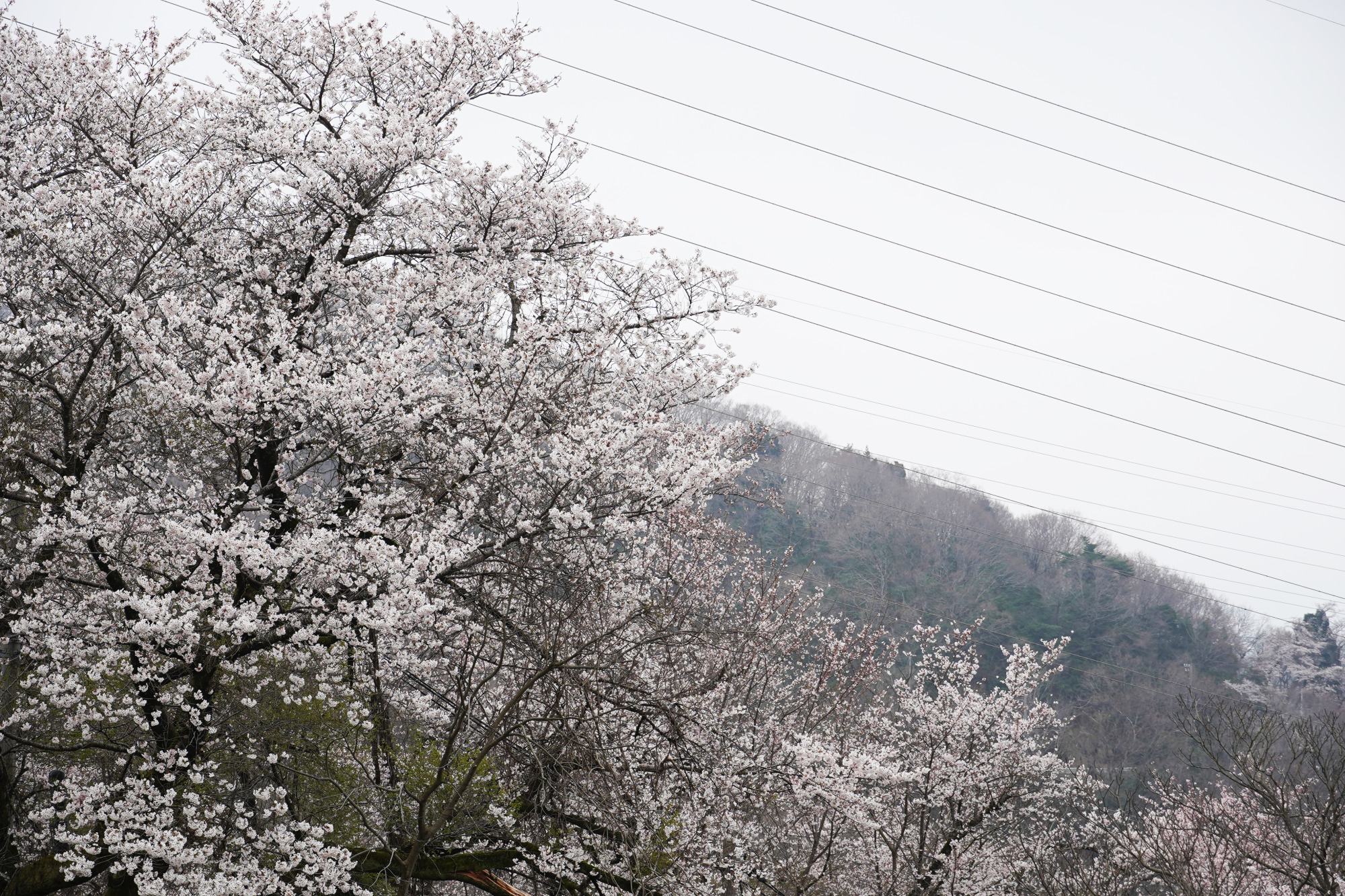 山頂からのソメイヨシノの景色