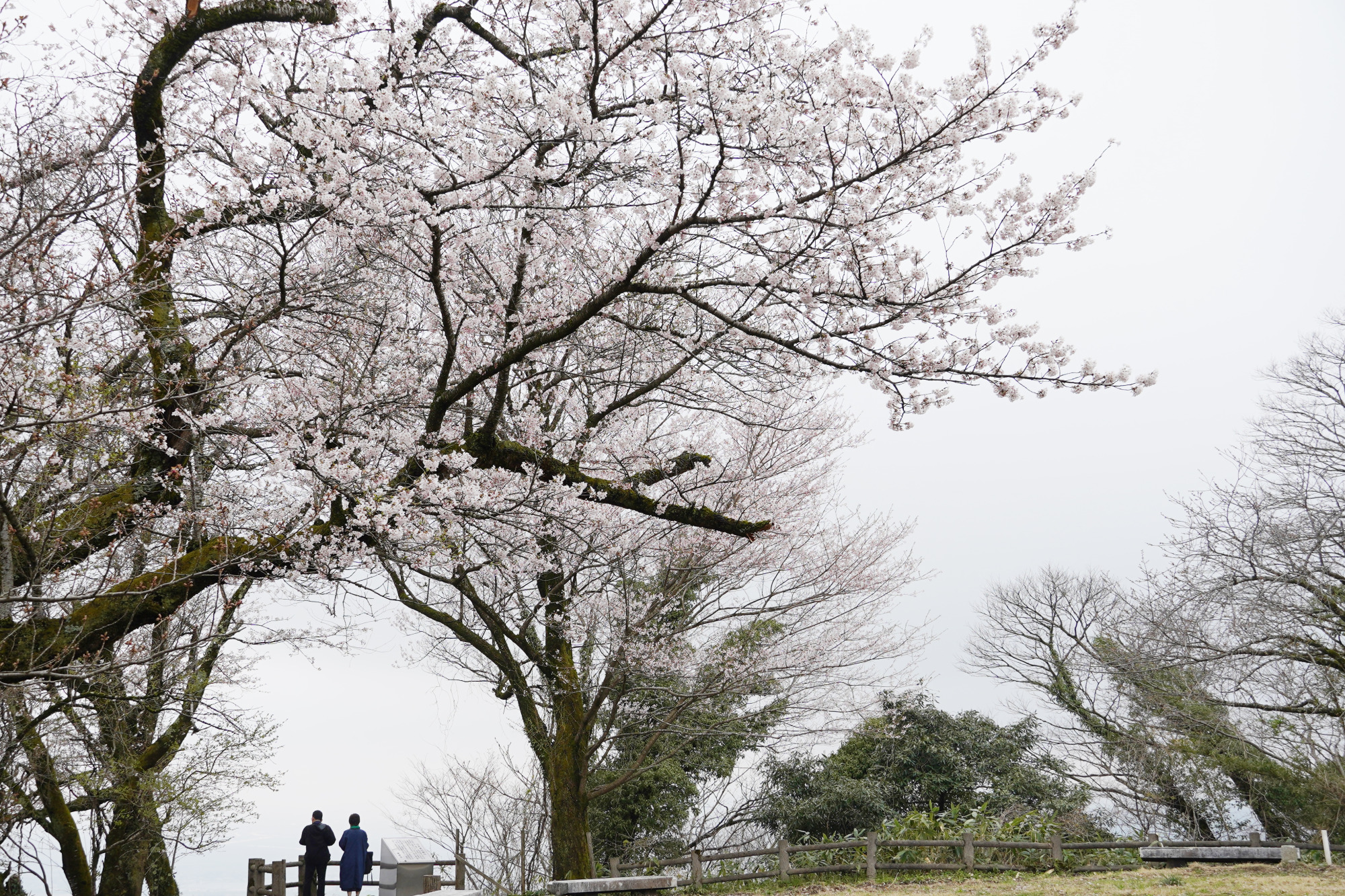 山頂から高岡市が一望できます。