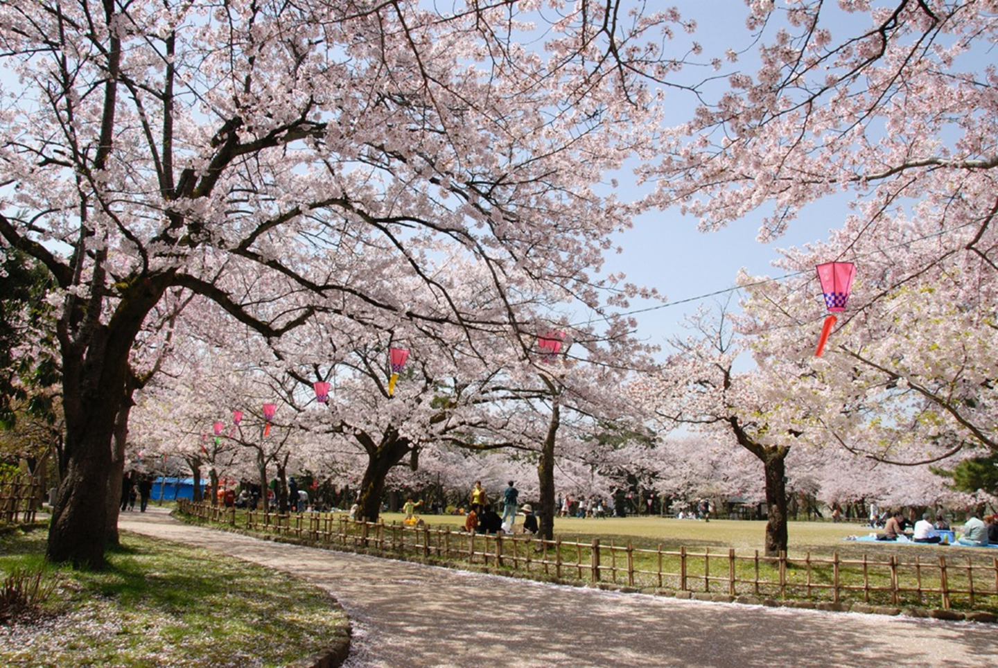 お竹藪広場の桜