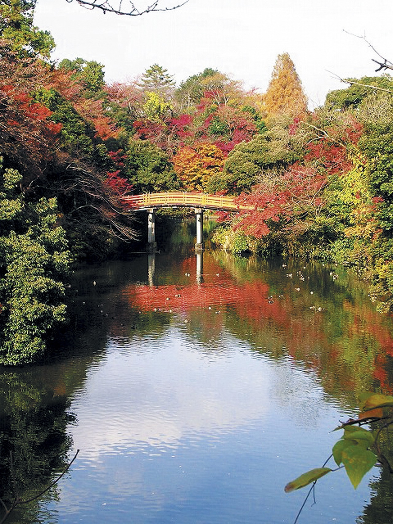 水面に写る紅葉