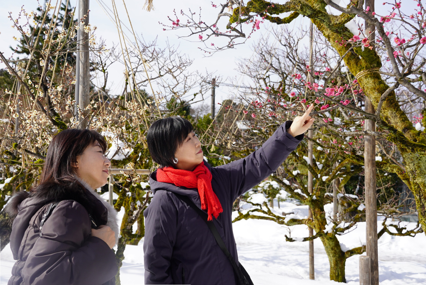 公園内には梅林が...
