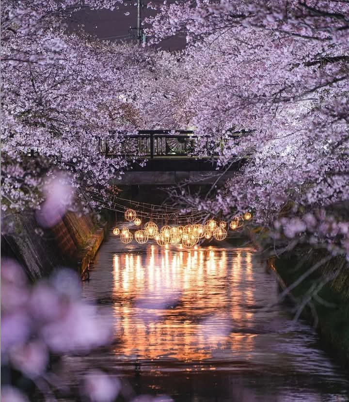 夜桜ライトアップ