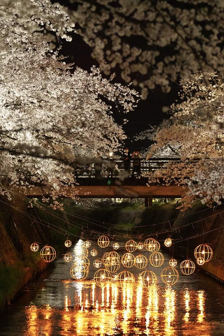 夜桜ライトアップ
