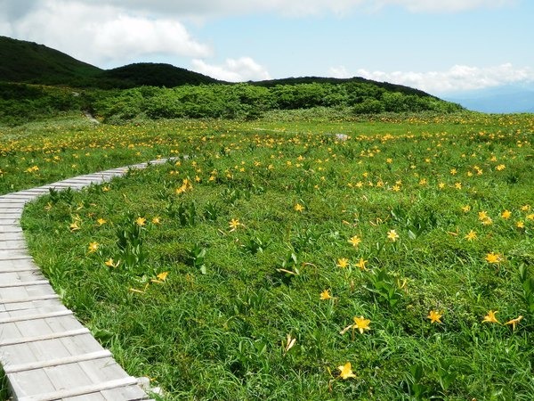 白木峰頂上は緑の草原にお花畑が続きます